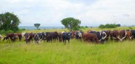 The Nyankole cows of the hima people in Uganda