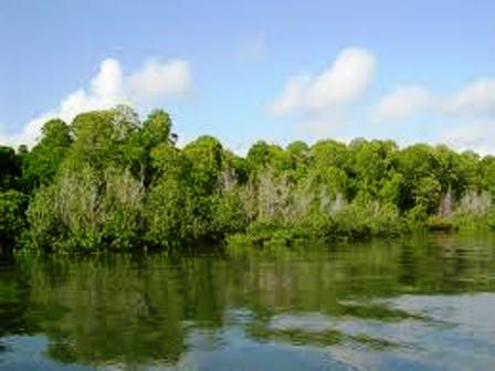 Tana River Delta for baboon