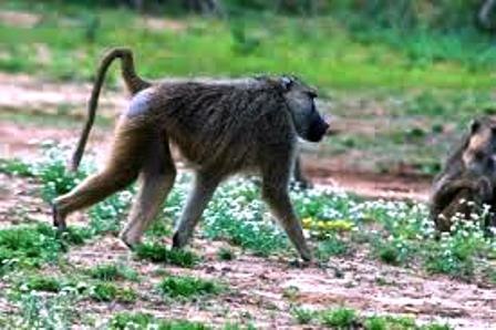 Tana River Primate National Reserve