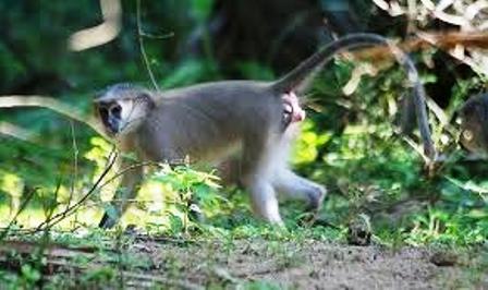 Tana River primates