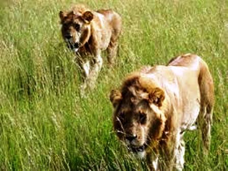The Lions of Tsavo West national park
