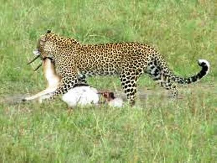 Leopard in Tsavo West National Park