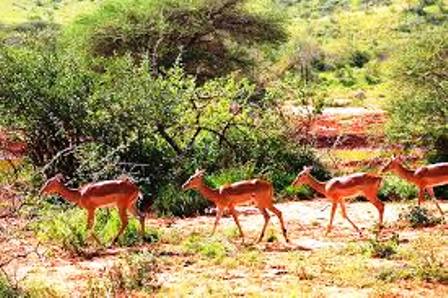 lesser kudus in tsavo west national park