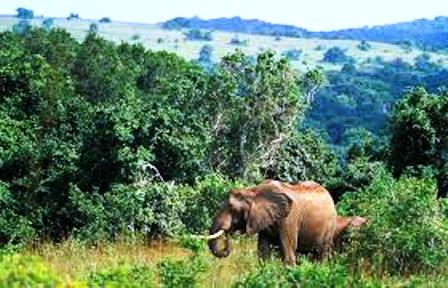 the land scape of Shimba Hills National Park