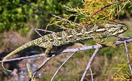 African Chameleon