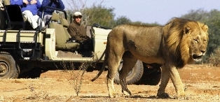 wildlife viewing in kenya