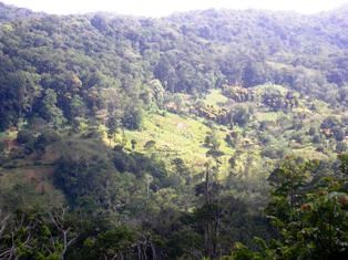 Amani Nature Reserve Tanzania Coast