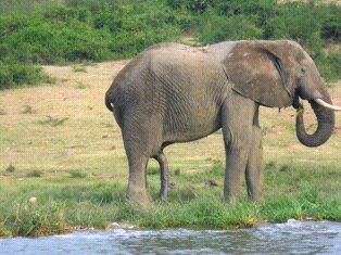 The Elephants of Amboseli