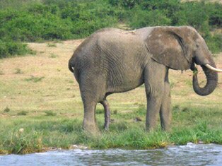 Amboseli Institute Kenya