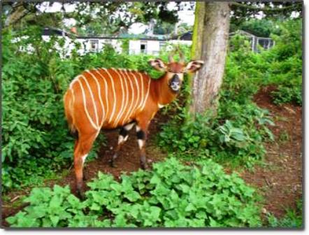 The Duiker antelope in Wildlife in Arabuko sokoke