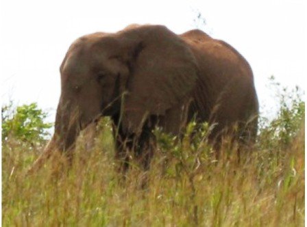 The Elephants Wildlife in Bisanadi National Reserve