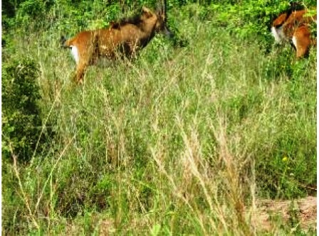 Wildlife in Bisanadi National Reserve