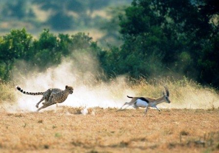 the best of kenya tourism safari adventure