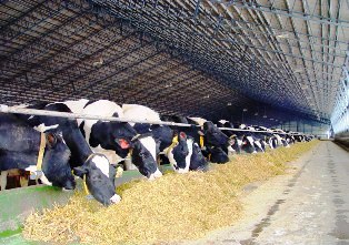 cows feeding