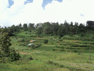 Graffins College Kenya