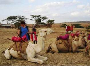 camel resting after The Maralal Camel derby