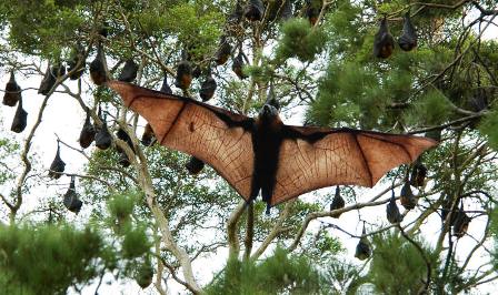 Kenya Bats