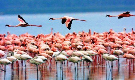 safaris and sightseeing on lake nakuru hotel accommodation of kenya