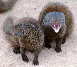 Eastern Dwarf Mongoose in Kenya