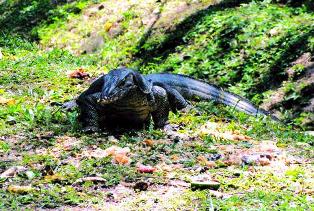 Monitor lizards in Kenya