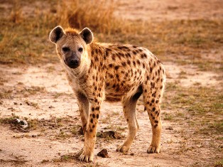 one spotted hyena in kisumu impala sanctuary