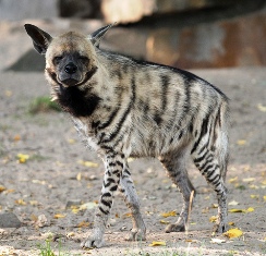The  Hyenas of masai mara game reserve