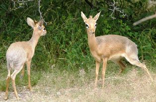 Kirks Dik dik animals in kenya