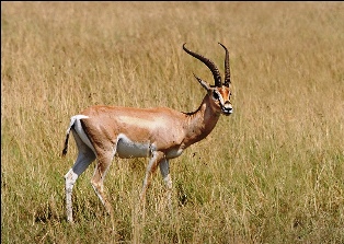 Grants Gazelle in kenya