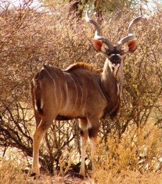 Greater Kudu browsing on the slopes of loisaba laikipia