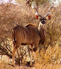 greater kudu antelope in Nasolot