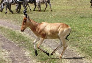 Wildlife of Mwea National Reserve