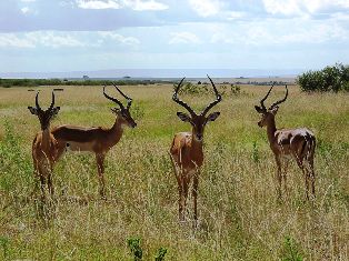 Impala animals in kenya