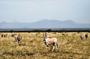 Oryx Antelope in Kenya