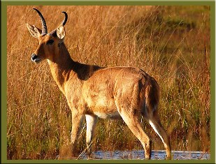 Reedbuck Antelopes in Kenya