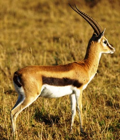 Thomson’s Gazelle