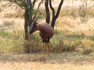 Topi Antelopes in Kenya and Africa