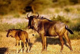 Cokes Hartebeest in kenya