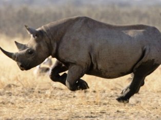 Kenya Black and White Rhinoceroses