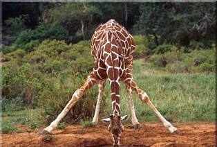 reticulated giraffe