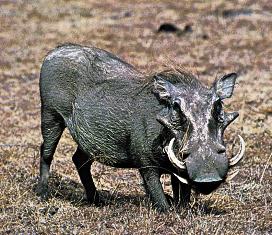 Kenya Big Mammals the Warthog