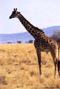 the girrafe of nairobi national park