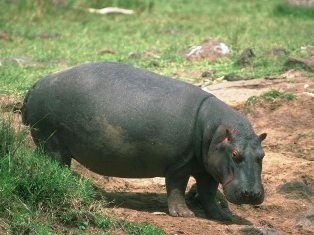 hippopotamus jn ndere island national park
