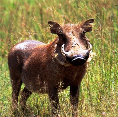 Kenya Warthog