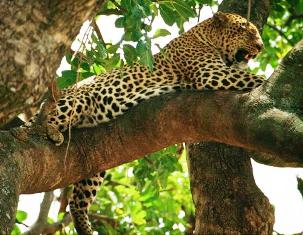 Kenya Leopard and Leopard habitat in Africa