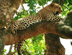 kenya animals Leopard