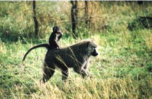 Excursion to Budongo Forest see a variety of primates.