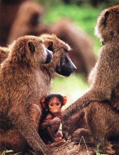 Kenya Baboons 