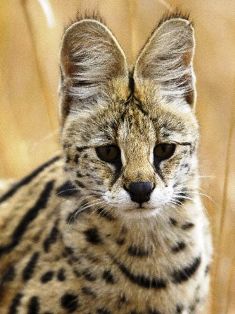 Kenya Serval Cats