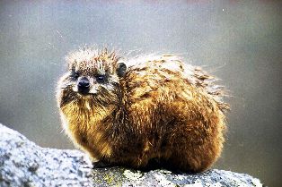 Rock Hyrax