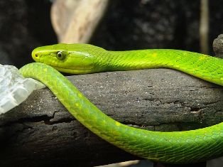 Green Mamba